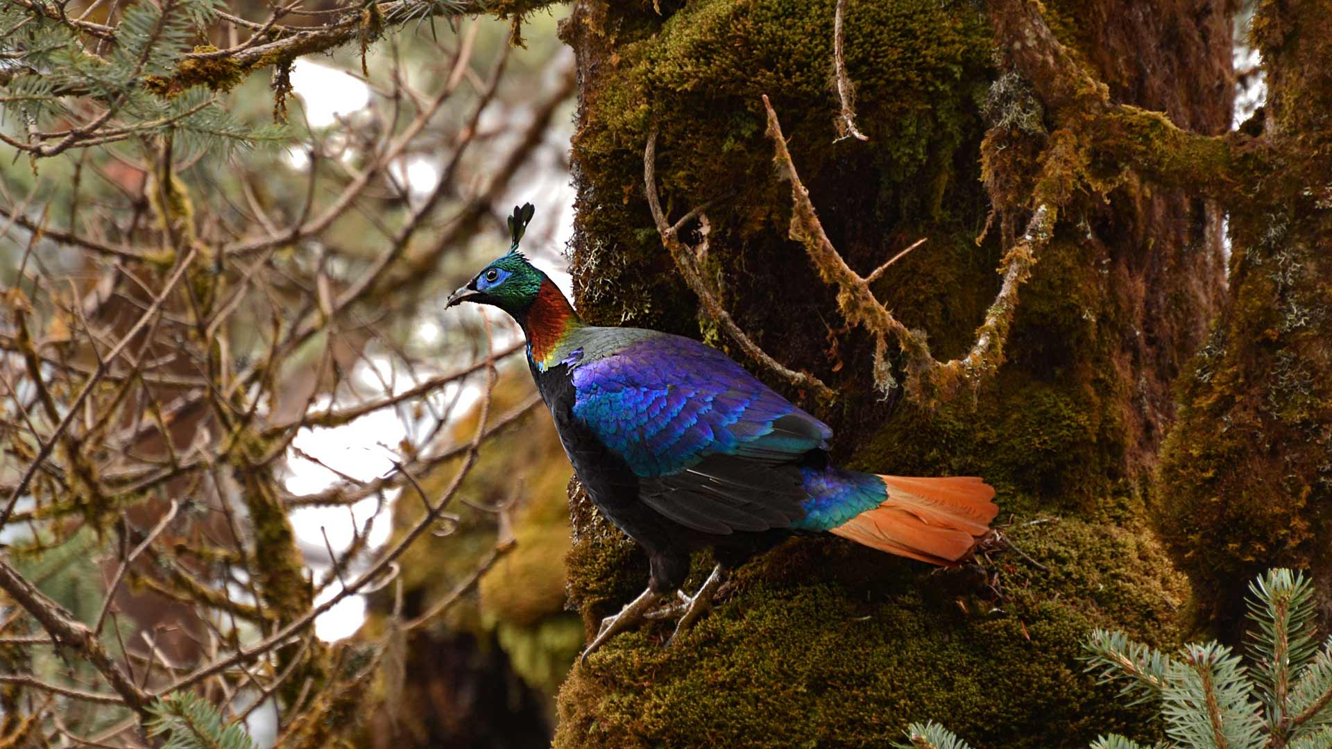 Himalayan Monal - HD Wallpaper 