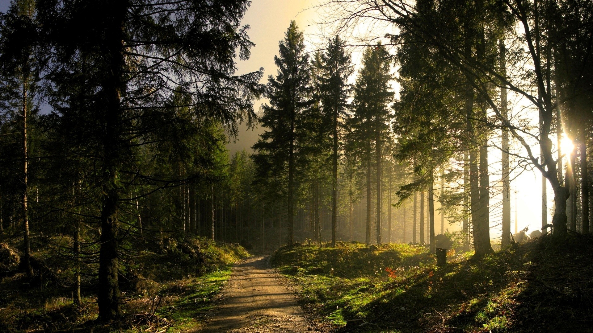 Beautiful Forest Nature Look - Pine Forest - HD Wallpaper 