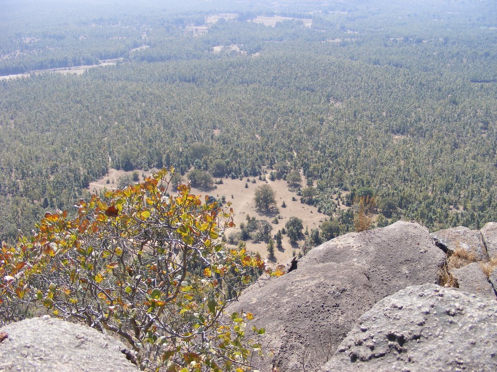Mccluskiegunj-view From Nakta Pahar - Tree - HD Wallpaper 