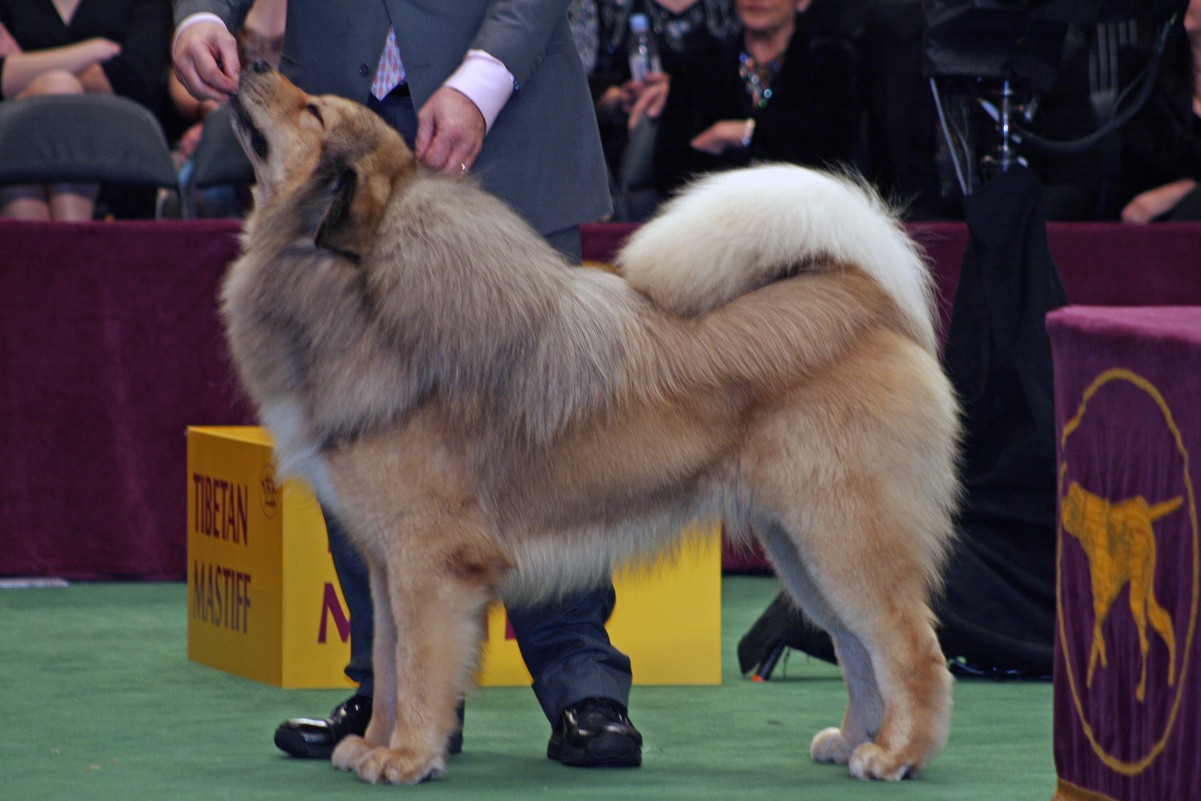 Tibetan Mastiff Westminster Champion 2018 - HD Wallpaper 