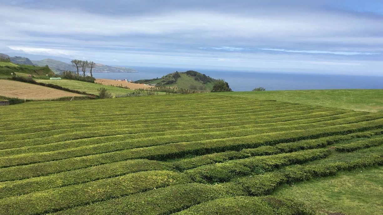 São Miguel Island, Azores, Portugal - Field - HD Wallpaper 