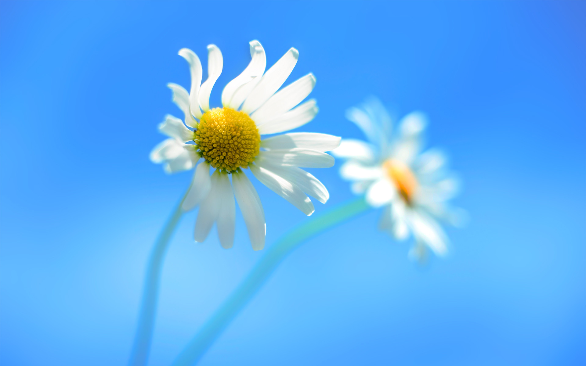 Windows 8 Wallpaper Flower - HD Wallpaper 