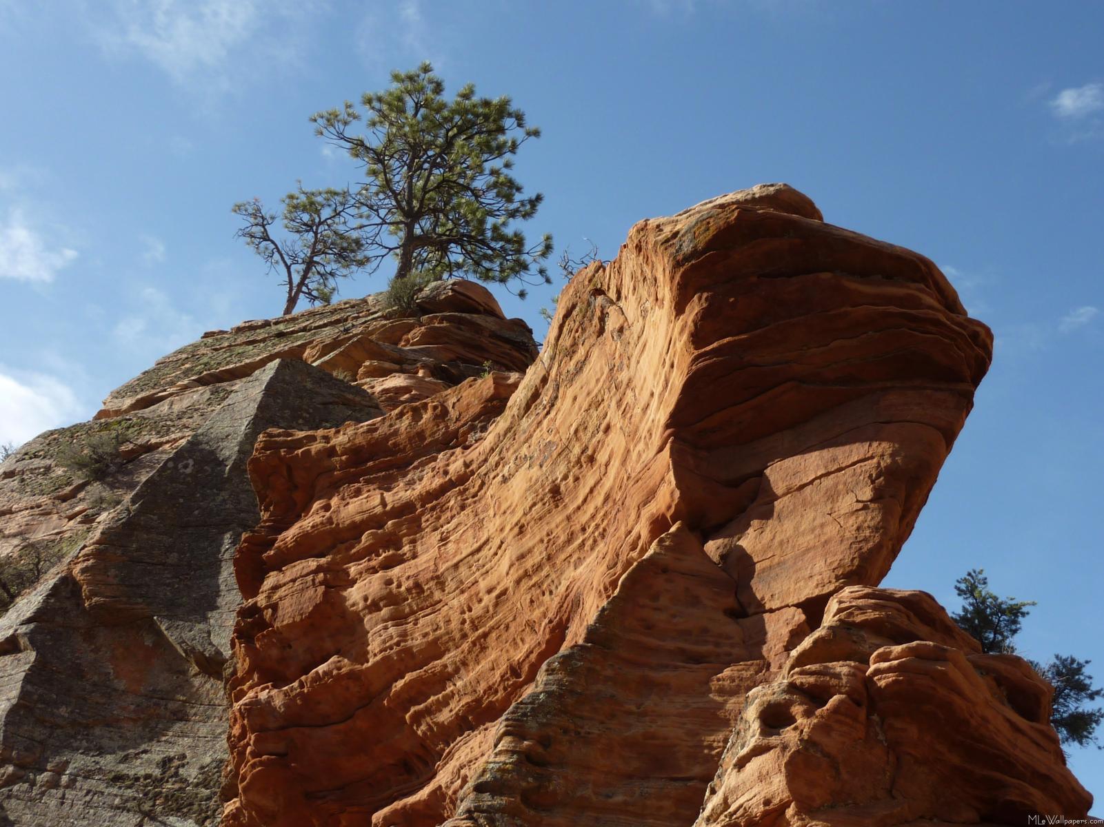 Up To Angels Landing - Tree - HD Wallpaper 