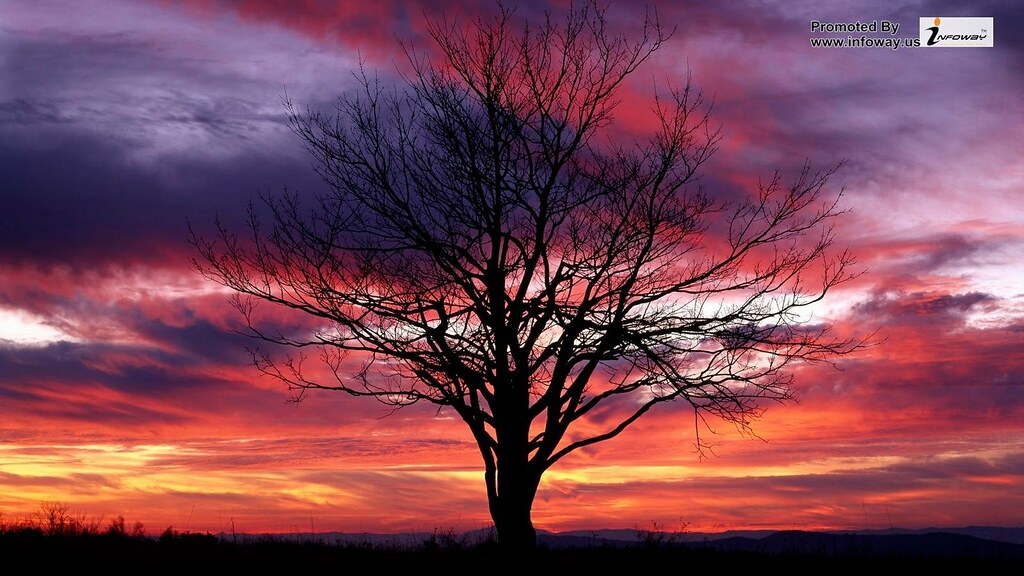 Cool Backgrounds For Tree - HD Wallpaper 