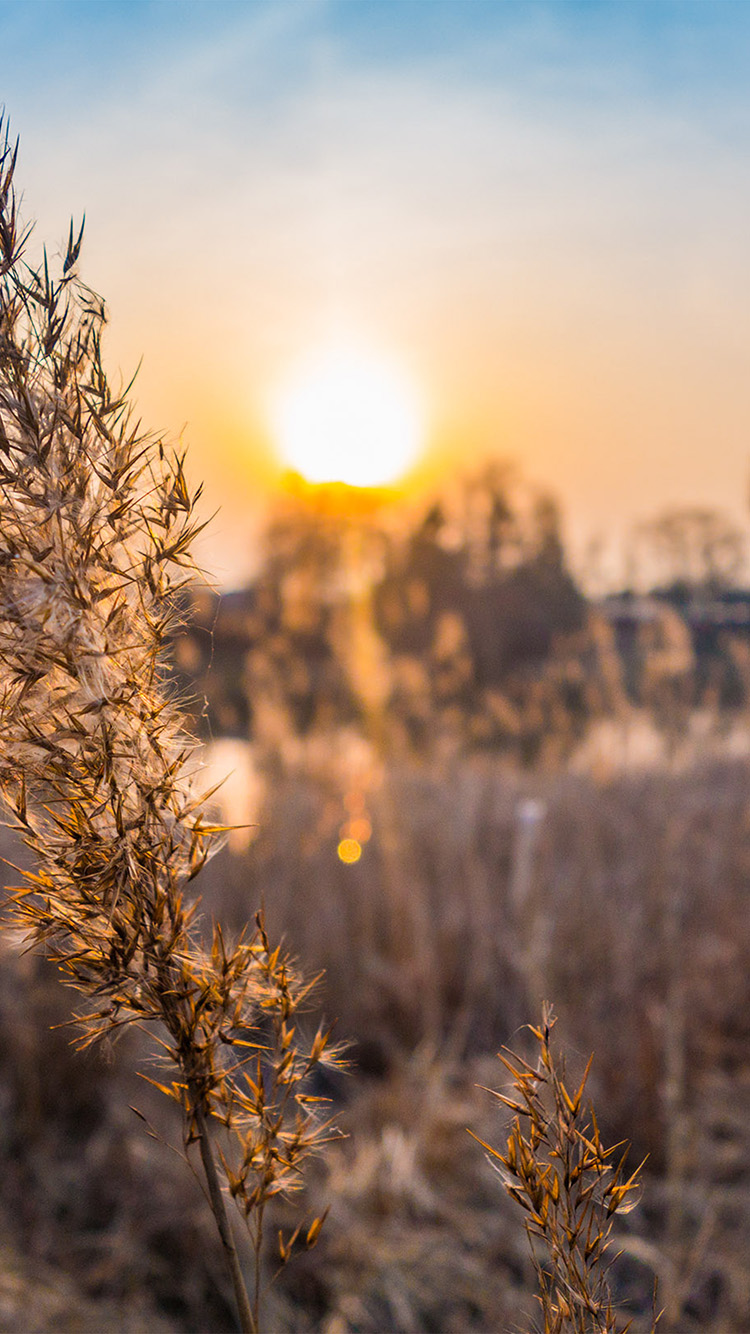 Com Apple Iphone8 Wallpaper Nd67 Fall Weather Flower - Weather Wallpaper Iphone 6 - HD Wallpaper 