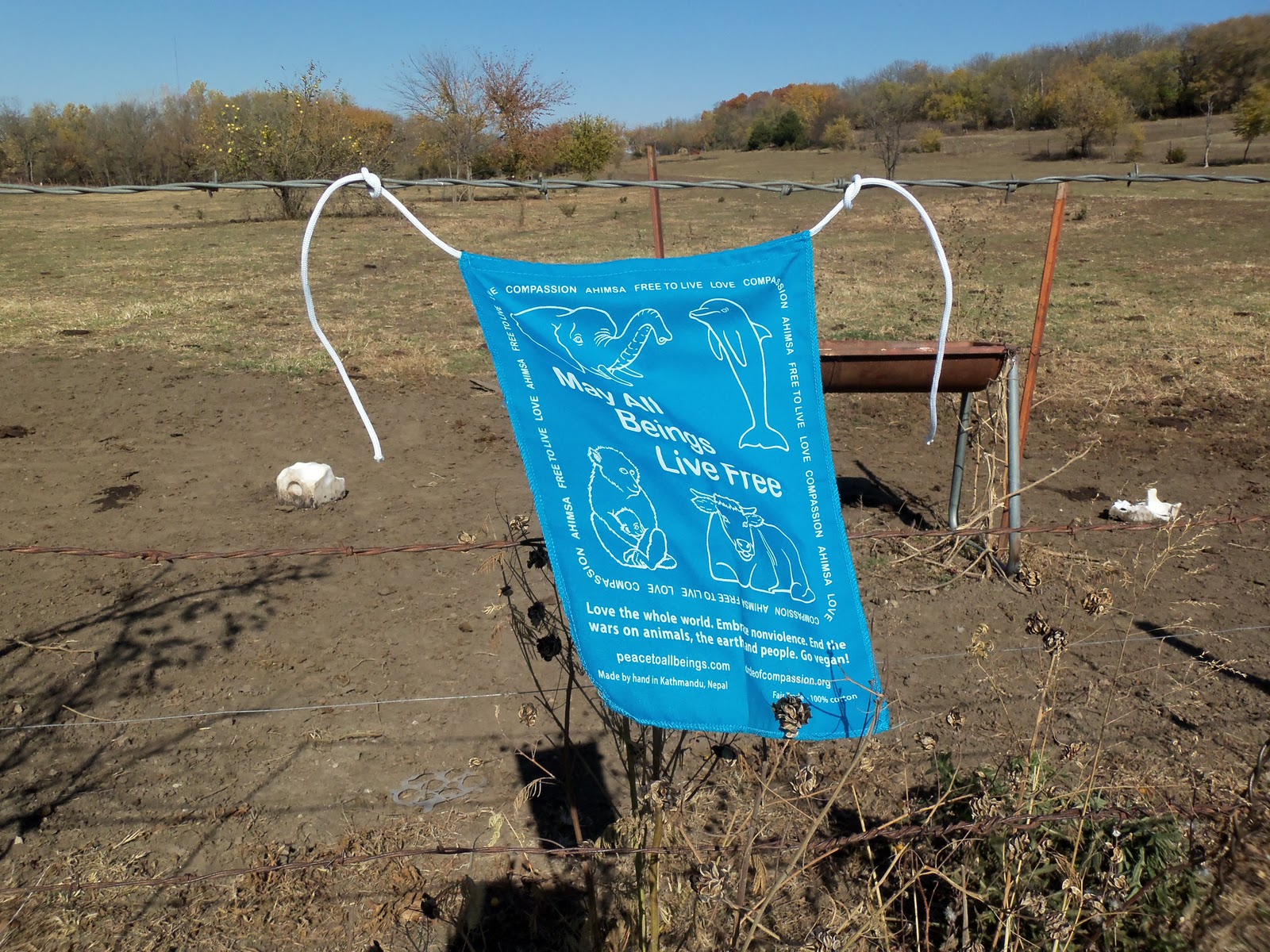 Grass - HD Wallpaper 