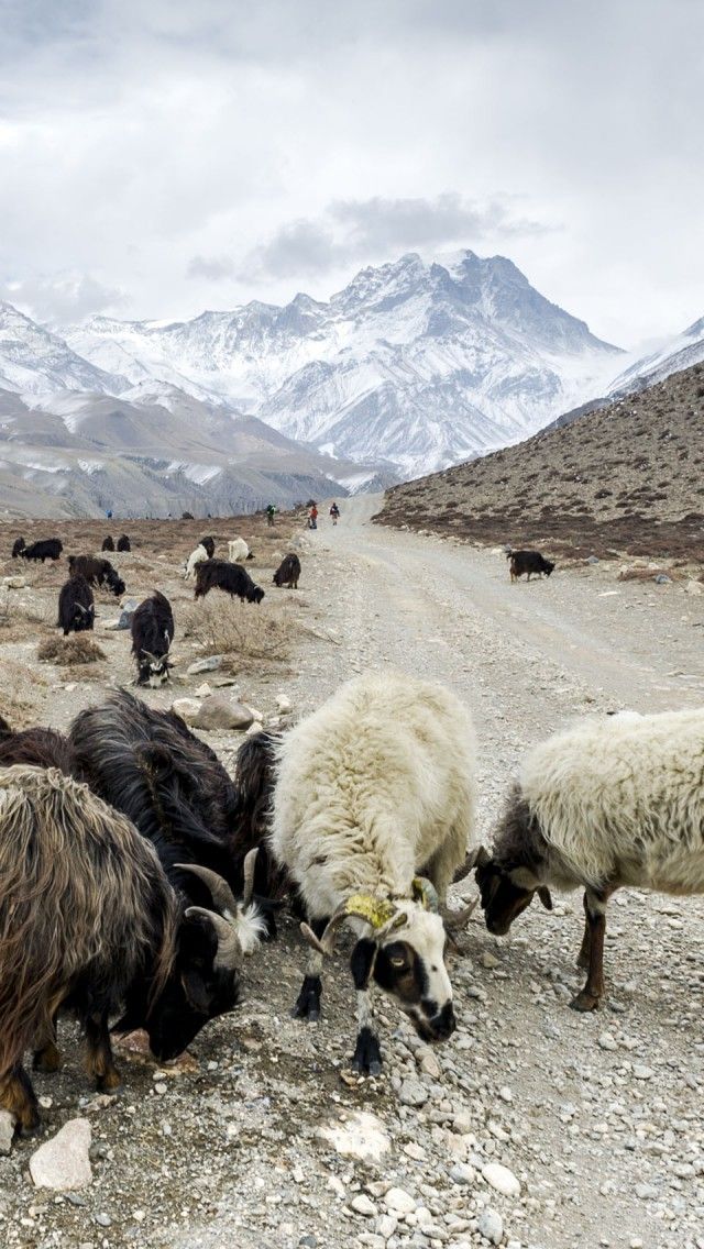 Sheep Himalayas - HD Wallpaper 