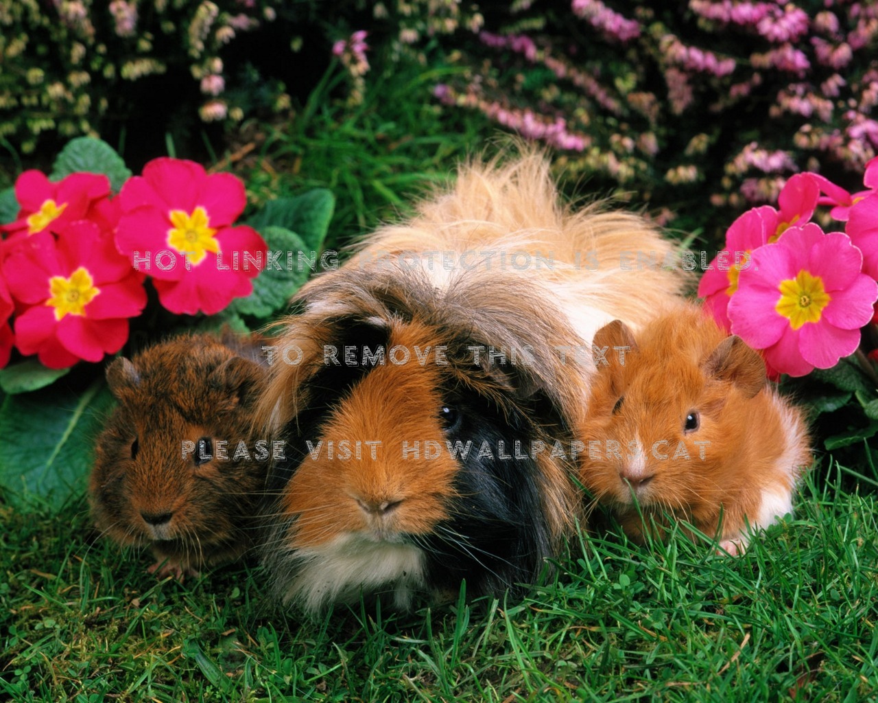 Sweet Family Familiy Little Baby Mama - Porcusor De Guinea Insarcinata - HD Wallpaper 