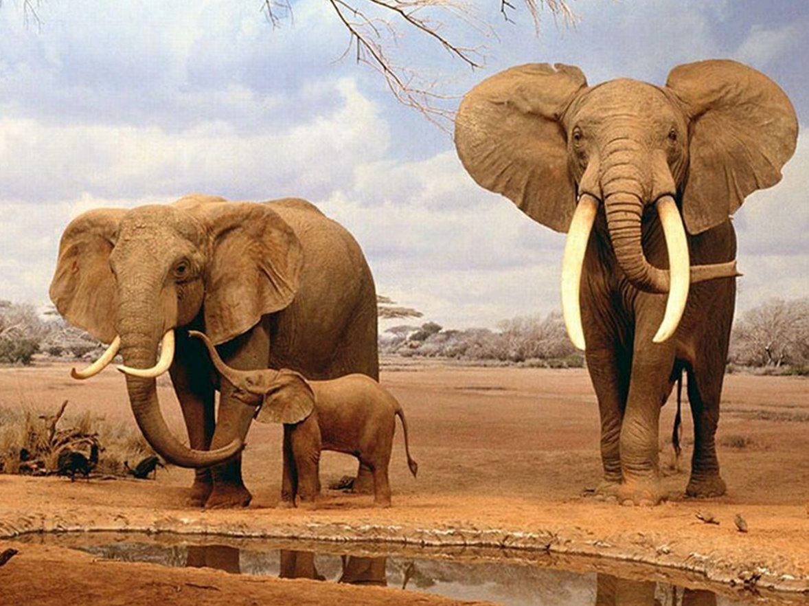 Elephants Sweet Family Wallpaper - Natural History Museum Of Los Angeles County - HD Wallpaper 