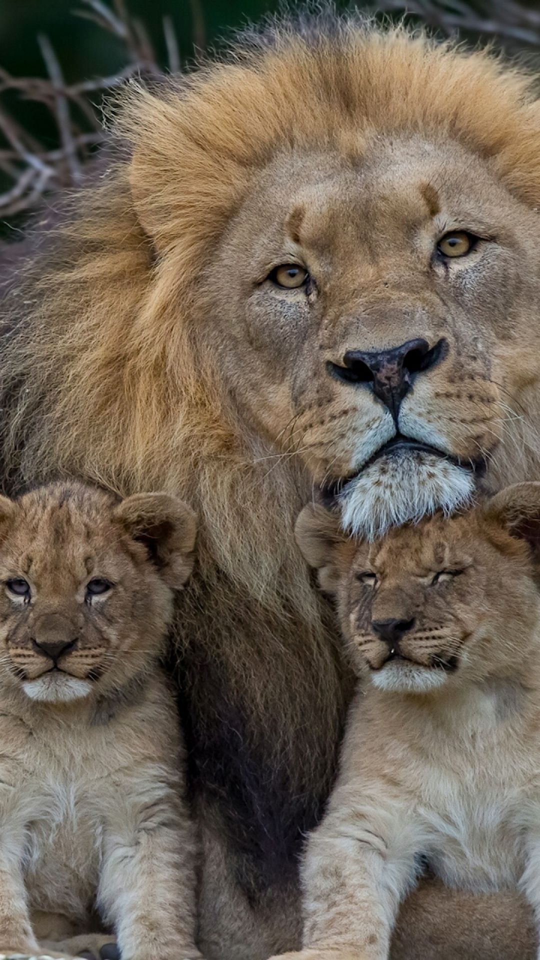 Lion And 2 Cubs - HD Wallpaper 