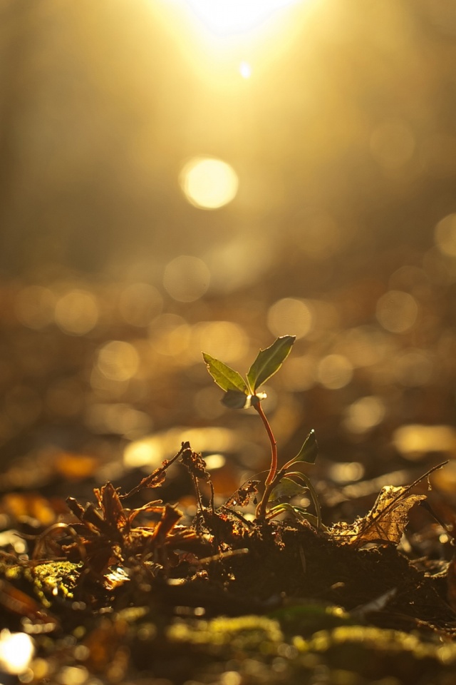 Life Is A Series Of A Thousand Tiny Miracle - HD Wallpaper 