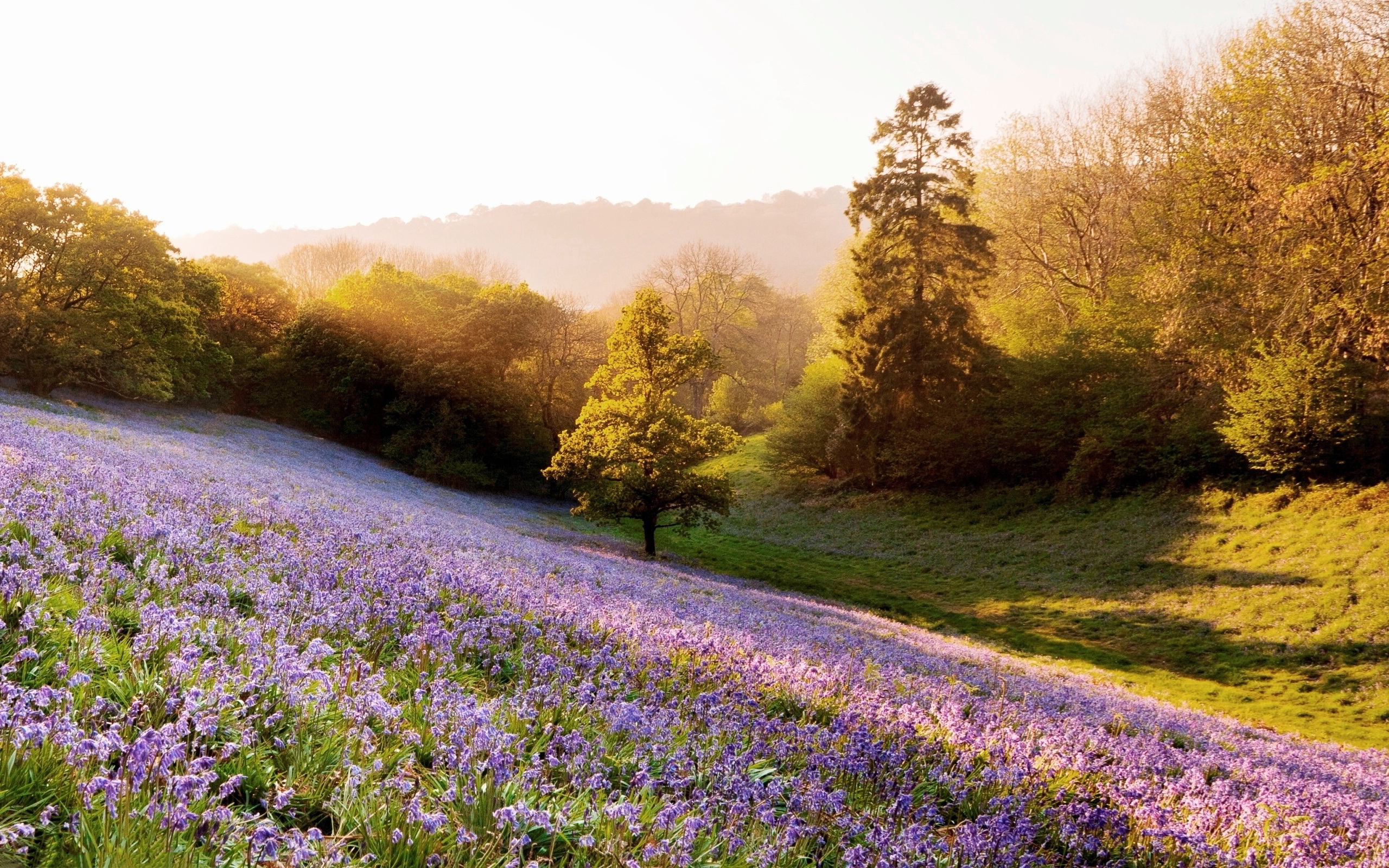 Lavender Field In The Morning - HD Wallpaper 
