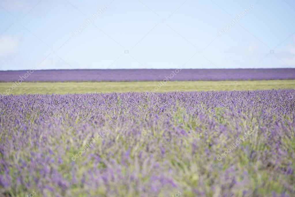 English Lavender - HD Wallpaper 