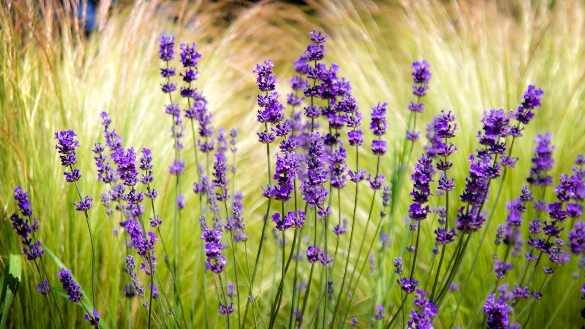 Wallpaper Lavender Field Blurry Background Violet - Lavender Background Hd Desktop - HD Wallpaper 