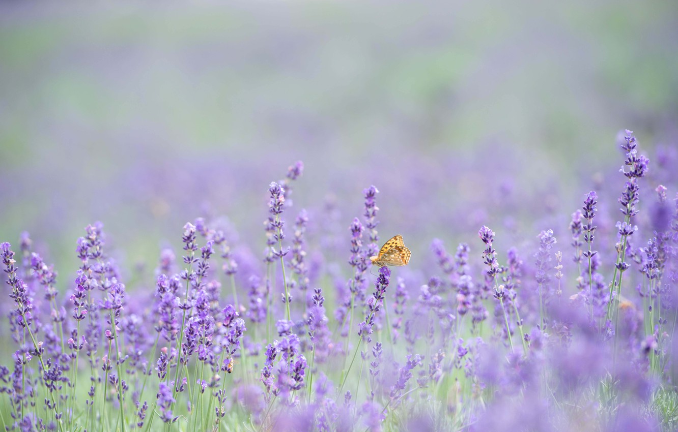 Photo Wallpaper Butterfly, Flowers, Bokeh, Lavender, - Borboletas Cor De Lavanda - HD Wallpaper 