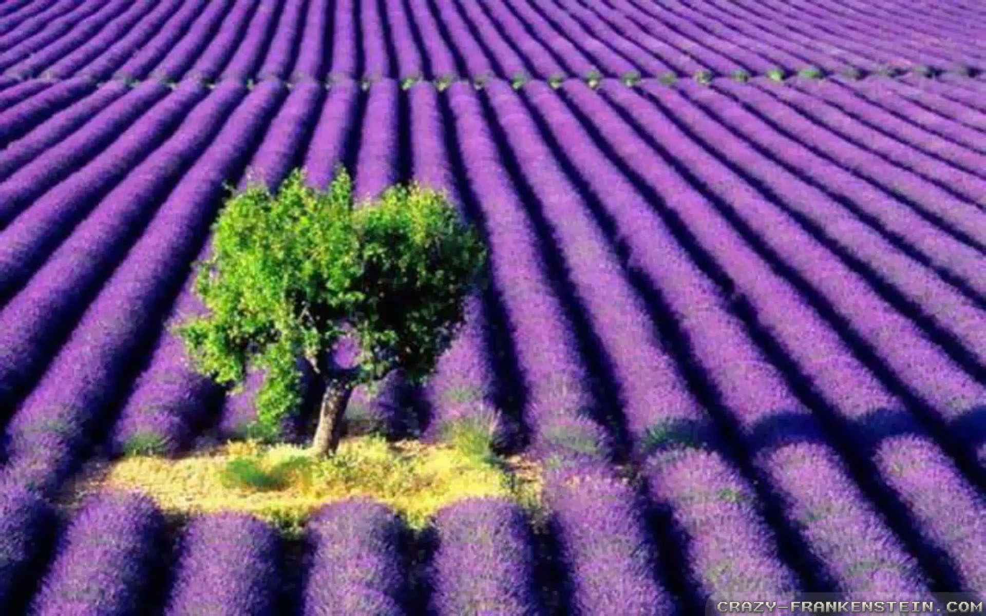 Lavender Fields In Washington - HD Wallpaper 