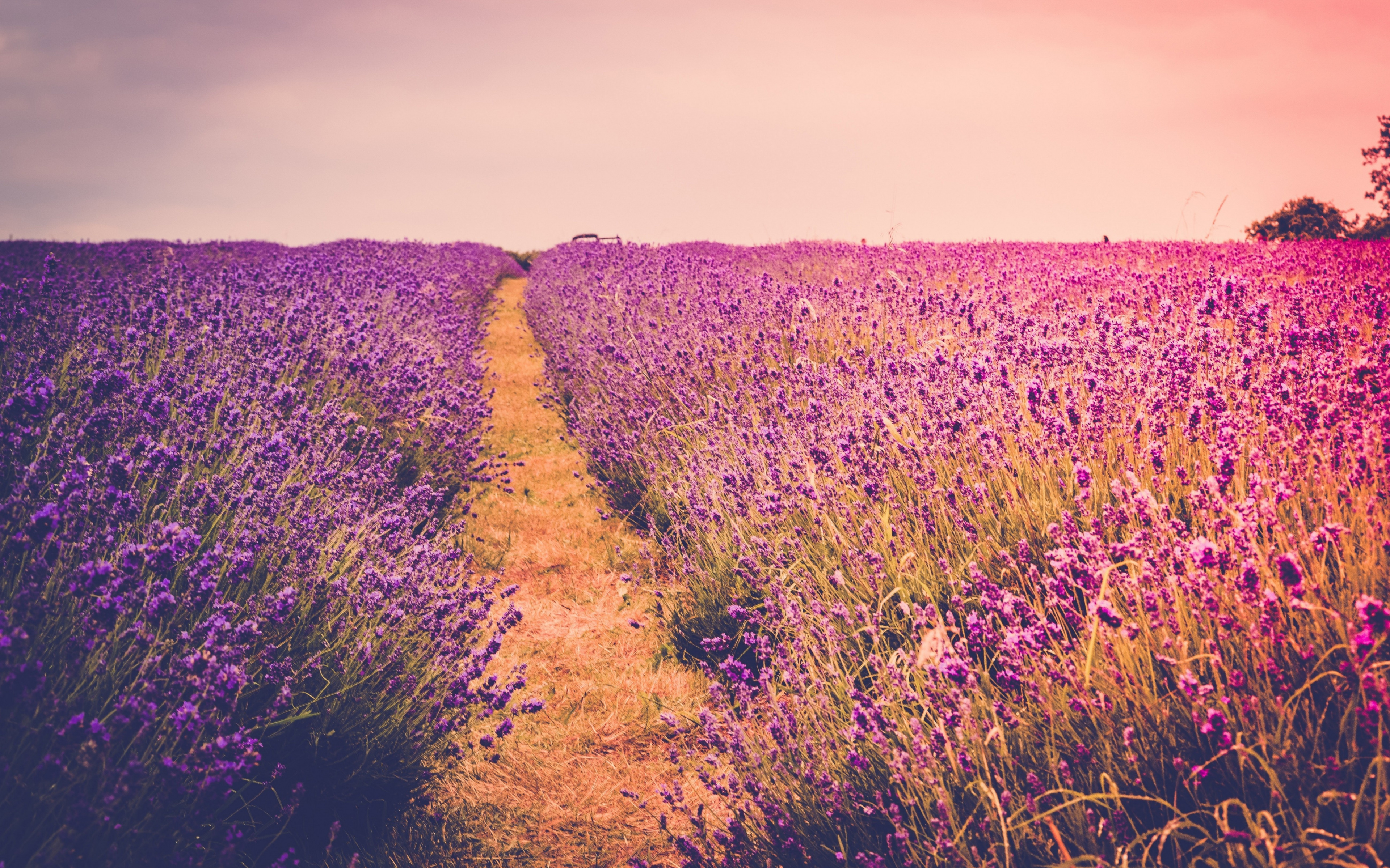Lavender, Farm Field, Flora, Flowers, Meadow, Wallpaper - Purple Colour Palette Natural - HD Wallpaper 