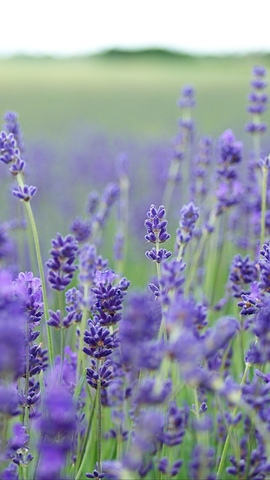 Wallpaper Lavender, Flowers, Field, Blurred - Lavender Flowers Iphone Background - HD Wallpaper 