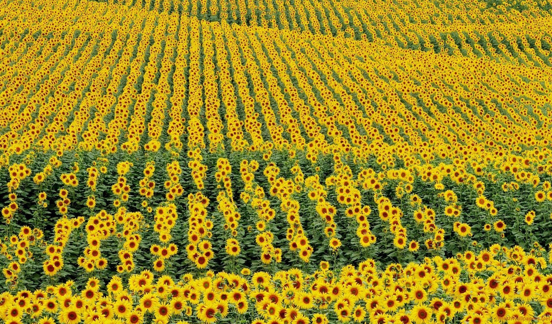 Sunflower Field Wallpaper - HD Wallpaper 