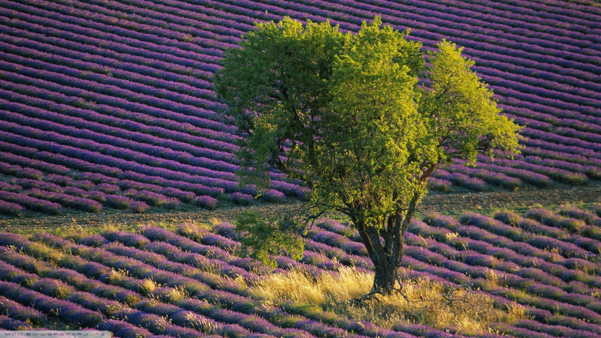 Trees Provence France - HD Wallpaper 