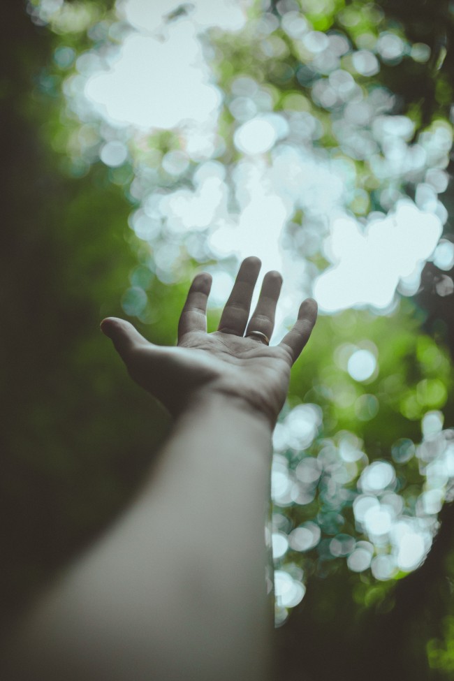 Hand, Fingers, Depth Of Field, Bokeh, Palm, Leaves, - Palm Hand - HD Wallpaper 