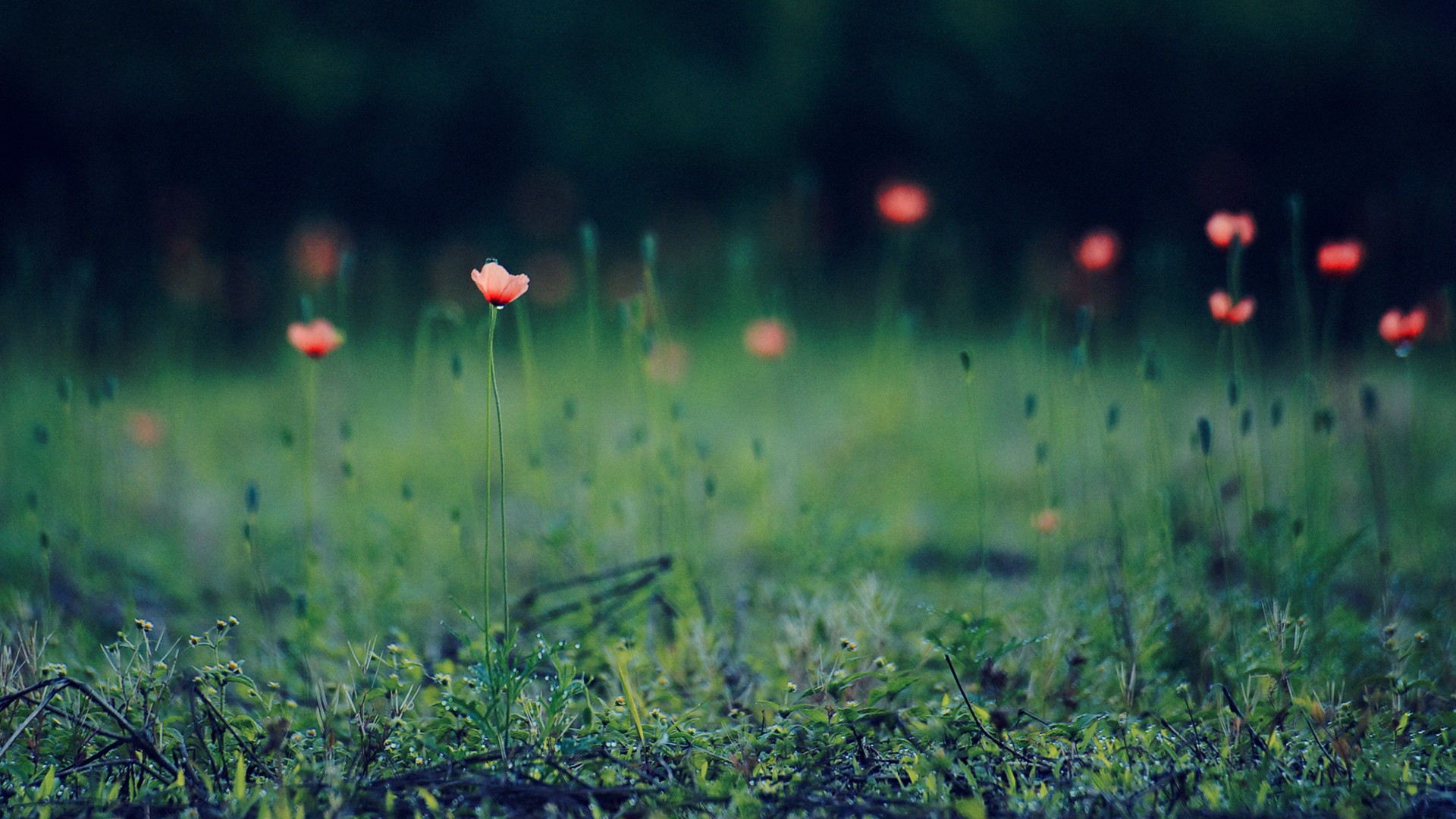 ما للحياة وما بها - HD Wallpaper 