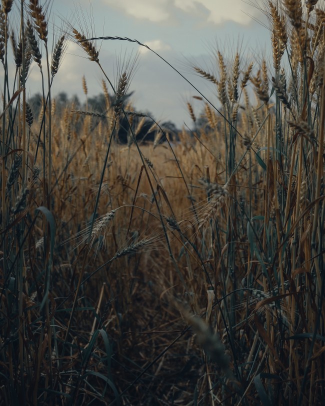 Wheat Field, Plants, Harvest - Spikelet - HD Wallpaper 