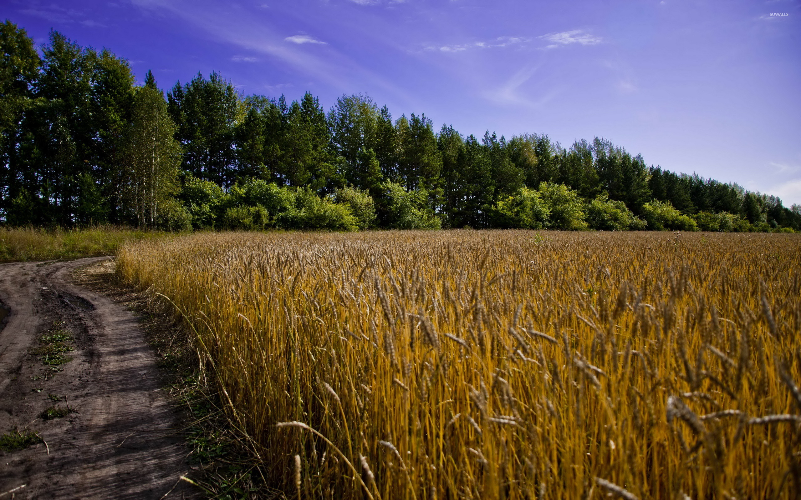 Field - HD Wallpaper 