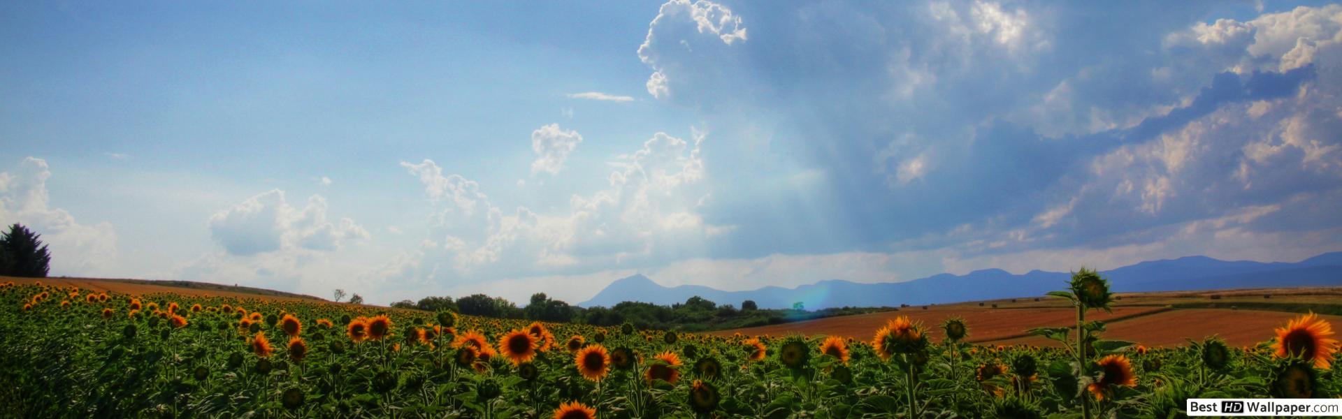 Wallpaper - HD Wallpaper 