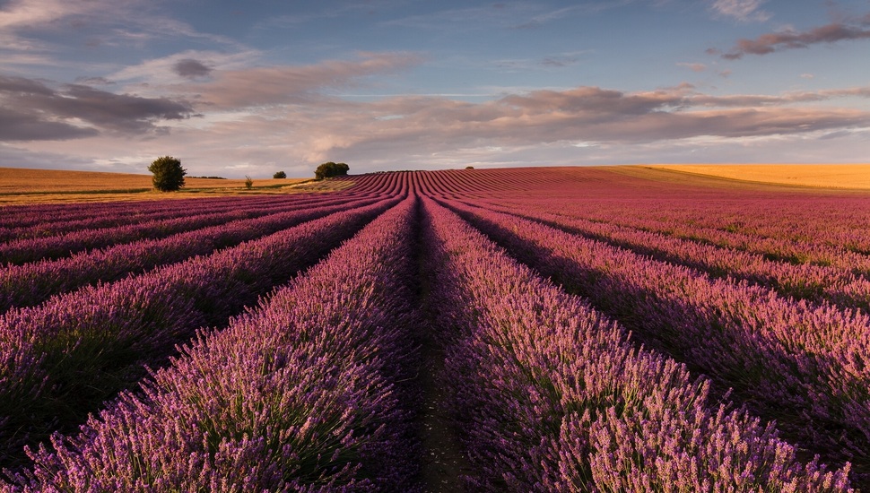Lavender, Field, England Desktop Background - Wallpaper - HD Wallpaper 