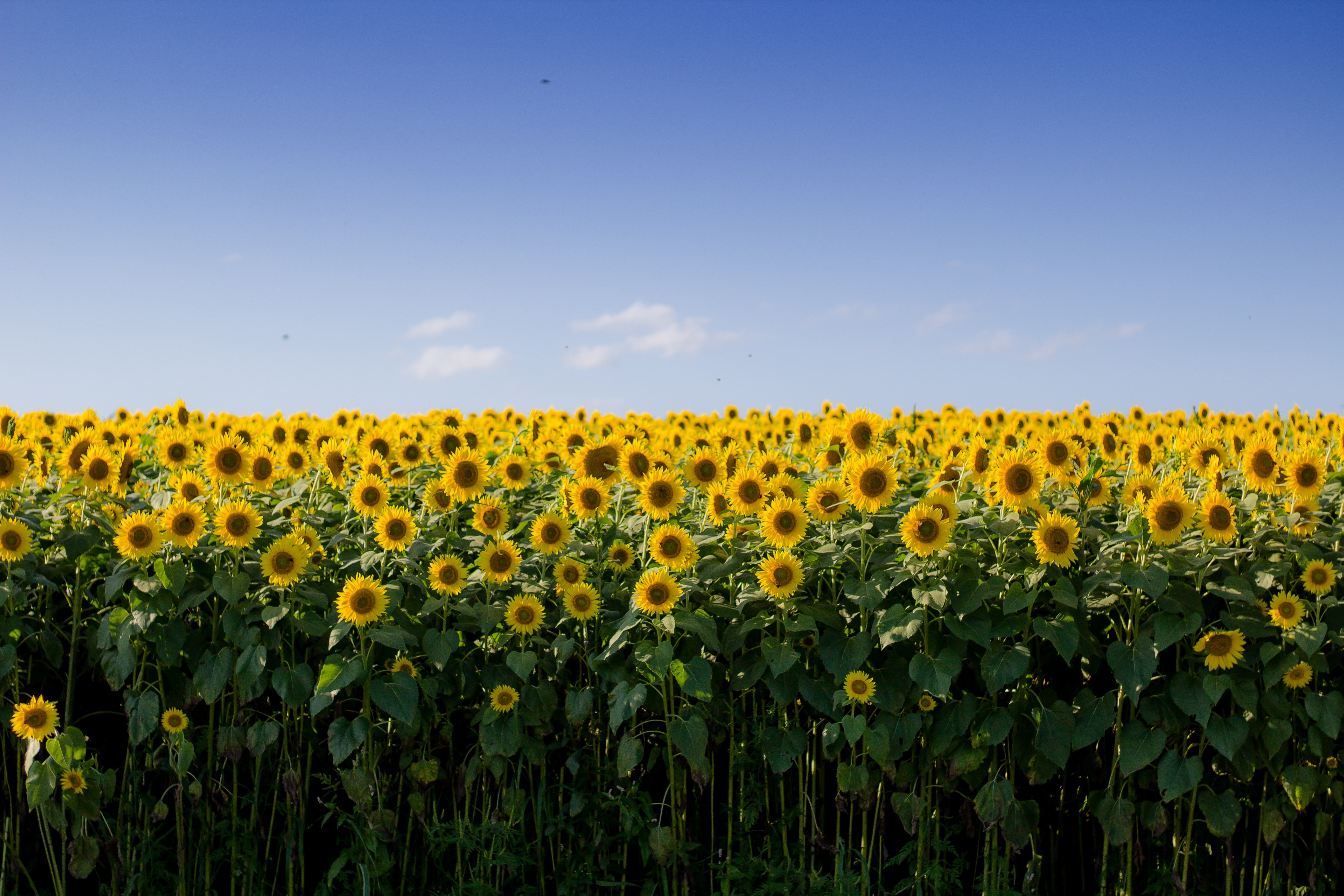 Sunflower Field Wallpaper - HD Wallpaper 