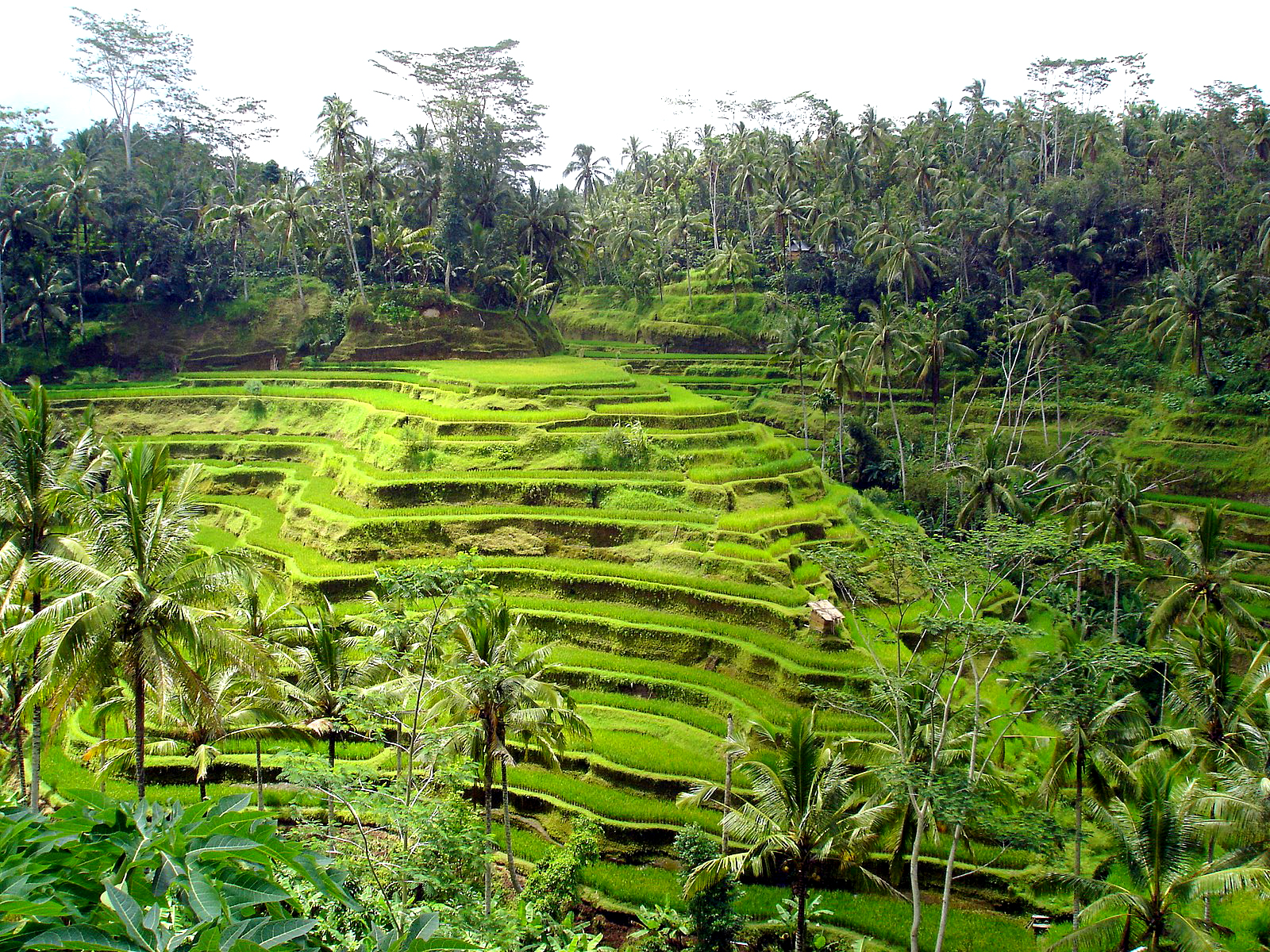 Rice Field Hd Wallpaper - Plantation - HD Wallpaper 