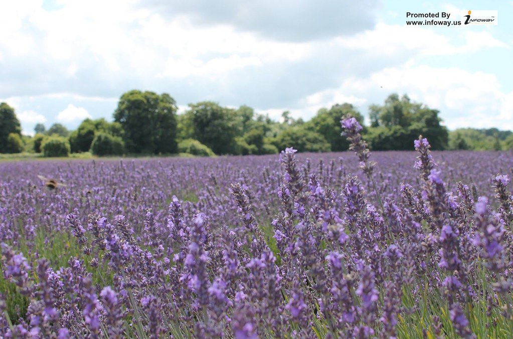English Lavender - HD Wallpaper 