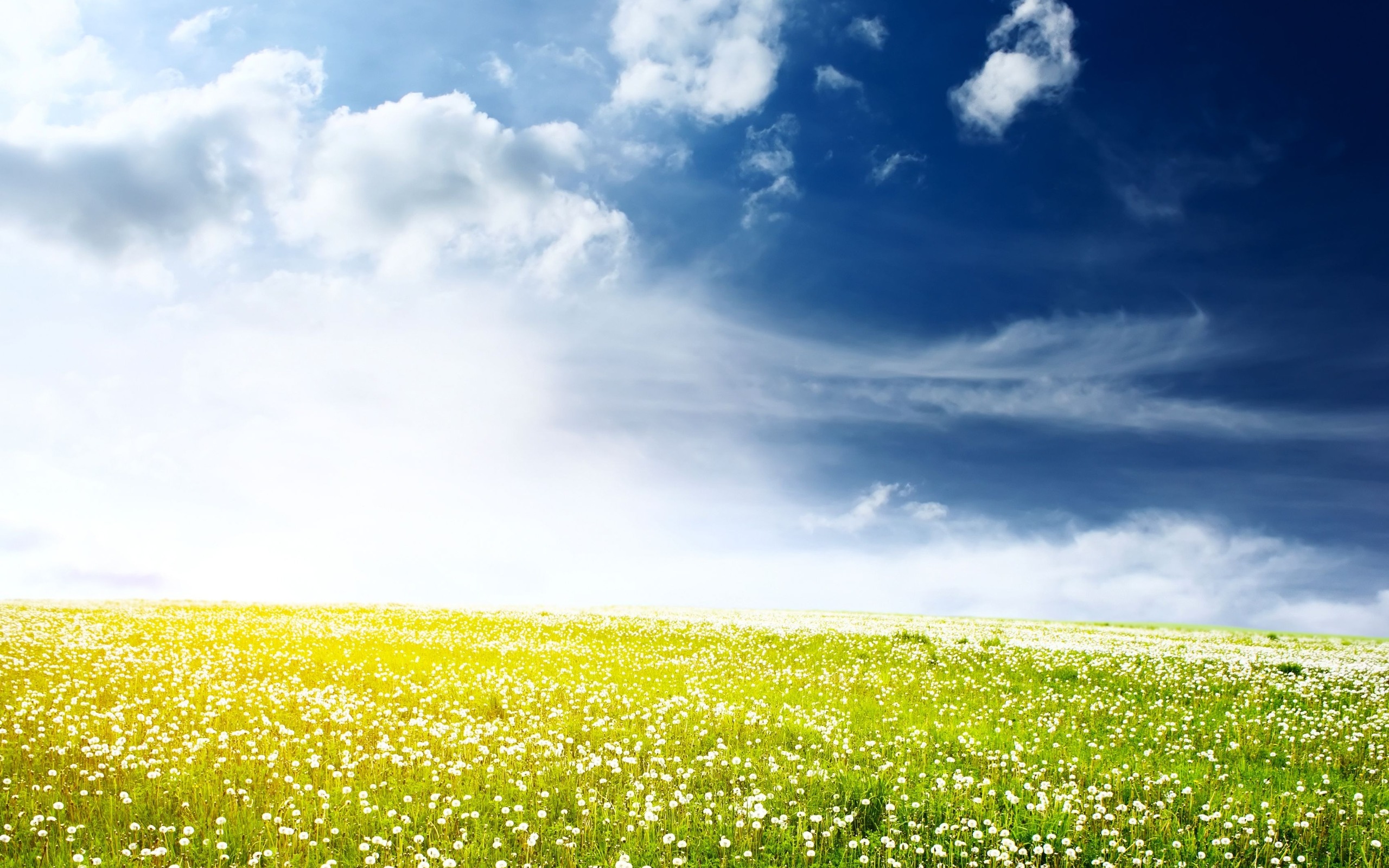 Flower Field Background Free - HD Wallpaper 