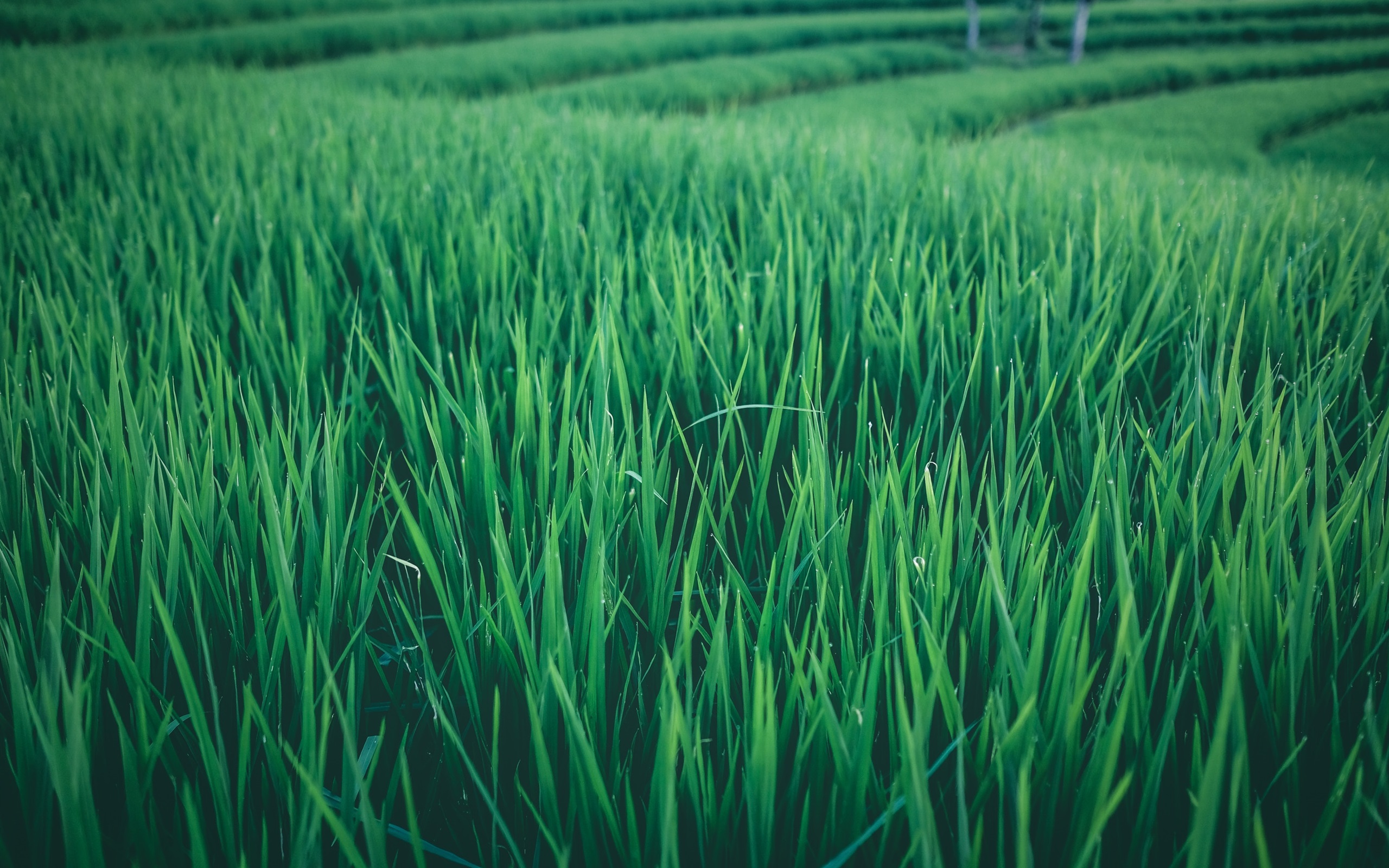 Wallpaper Rice Field, Green Leaves - Rice Field Green - HD Wallpaper 