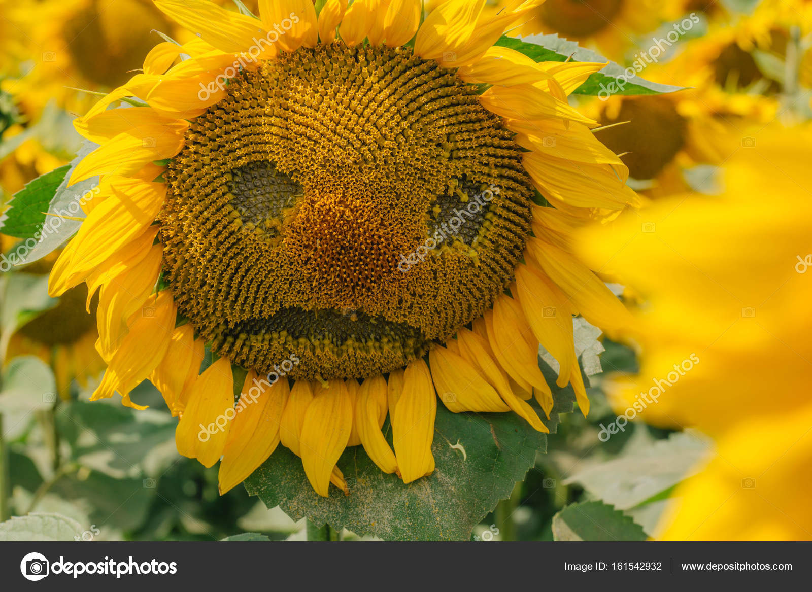 Girasoles Que Representan Tristeza - HD Wallpaper 