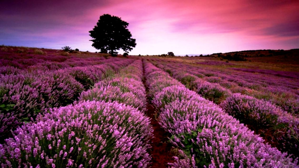 Lavender Fields In France Field Wallpaper Download - Yoga In Lavender Field - HD Wallpaper 