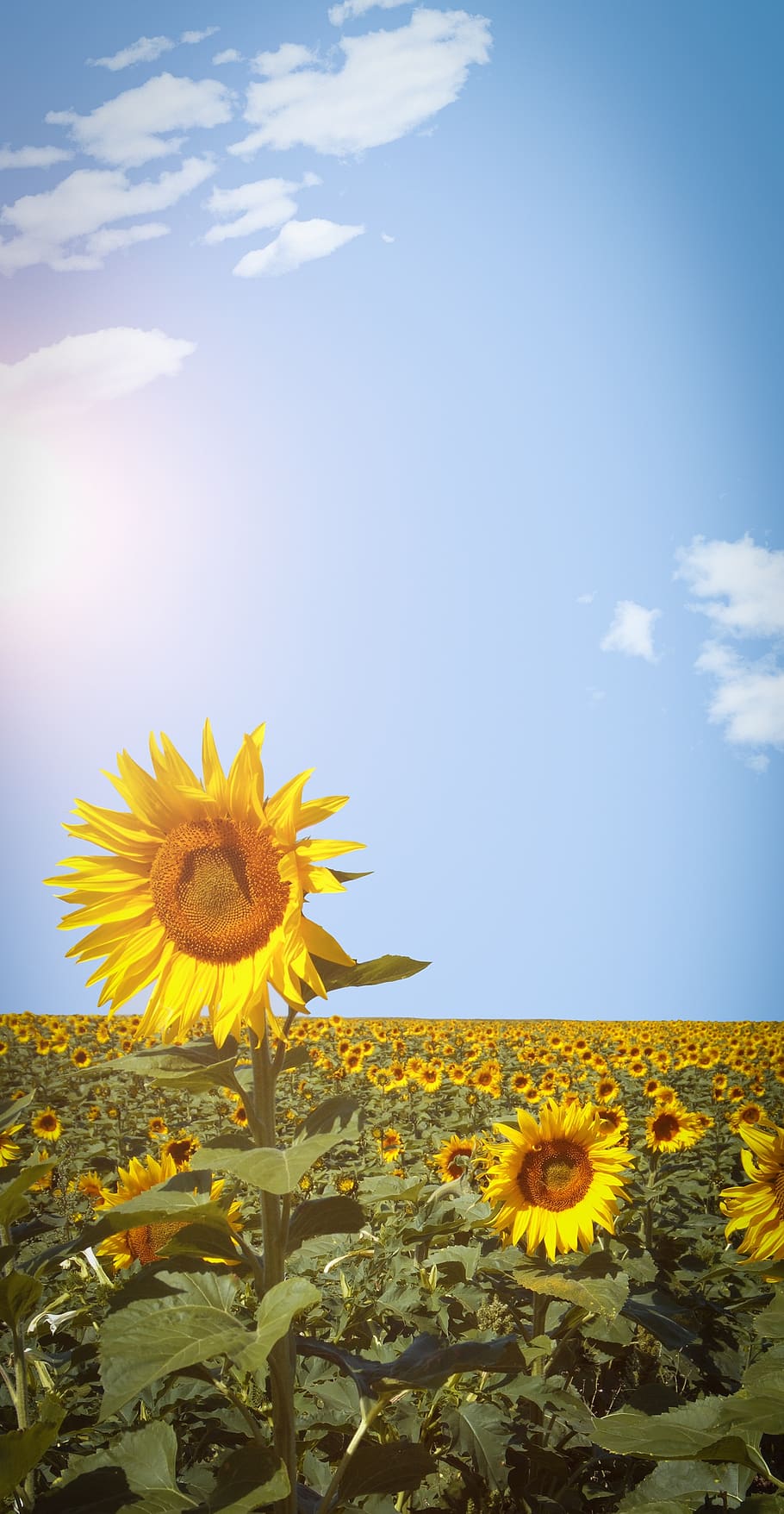 Sunflower, Field, Sky, Phone Wallpaper, Yellow, Flowering - Flower -  910x1756 Wallpaper 