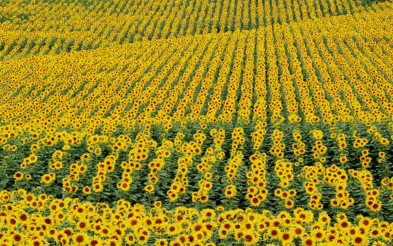 Sunflower Field Wallpapers - Spain Sunflower Fields - HD Wallpaper 