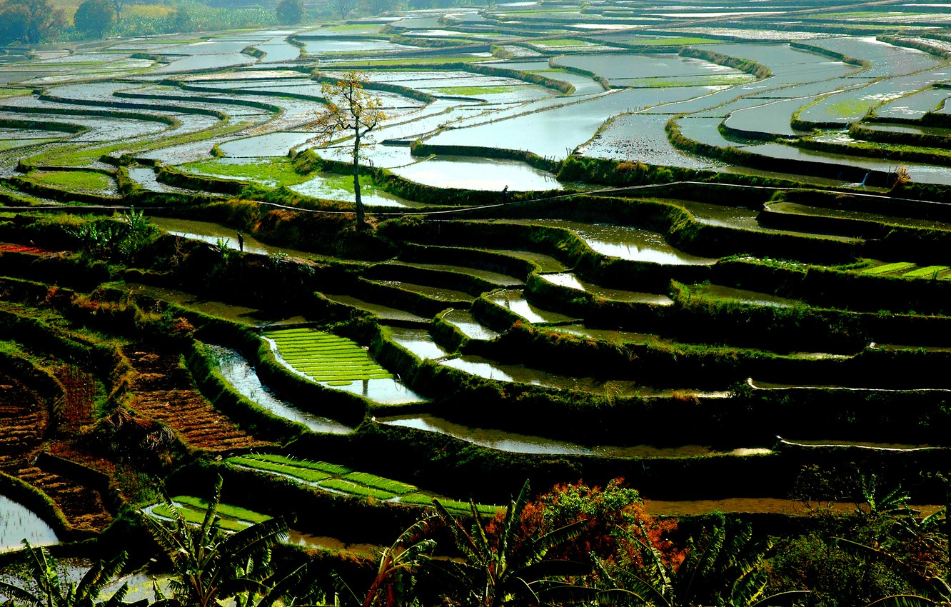 Photo Wallpaper Nature, Water, China, Vegetation, Rice - Rice Fields In China - HD Wallpaper 