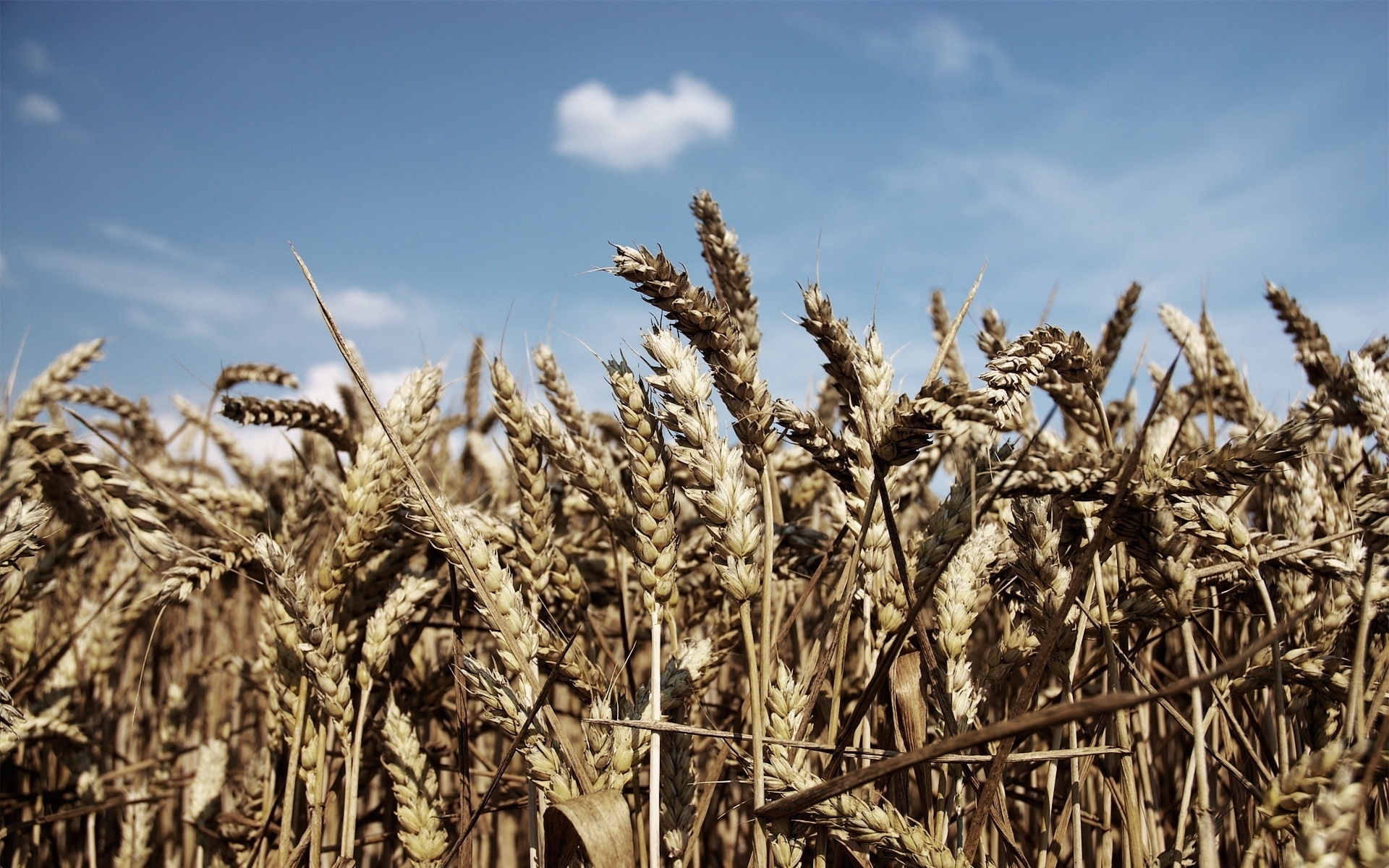 Wheat Field Wallpaper - Wallpaper - HD Wallpaper 