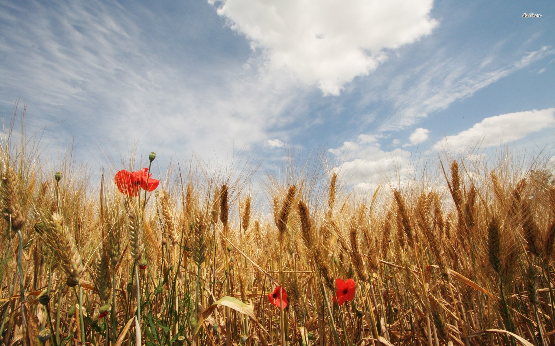 Wheat Field With Poppies - HD Wallpaper 