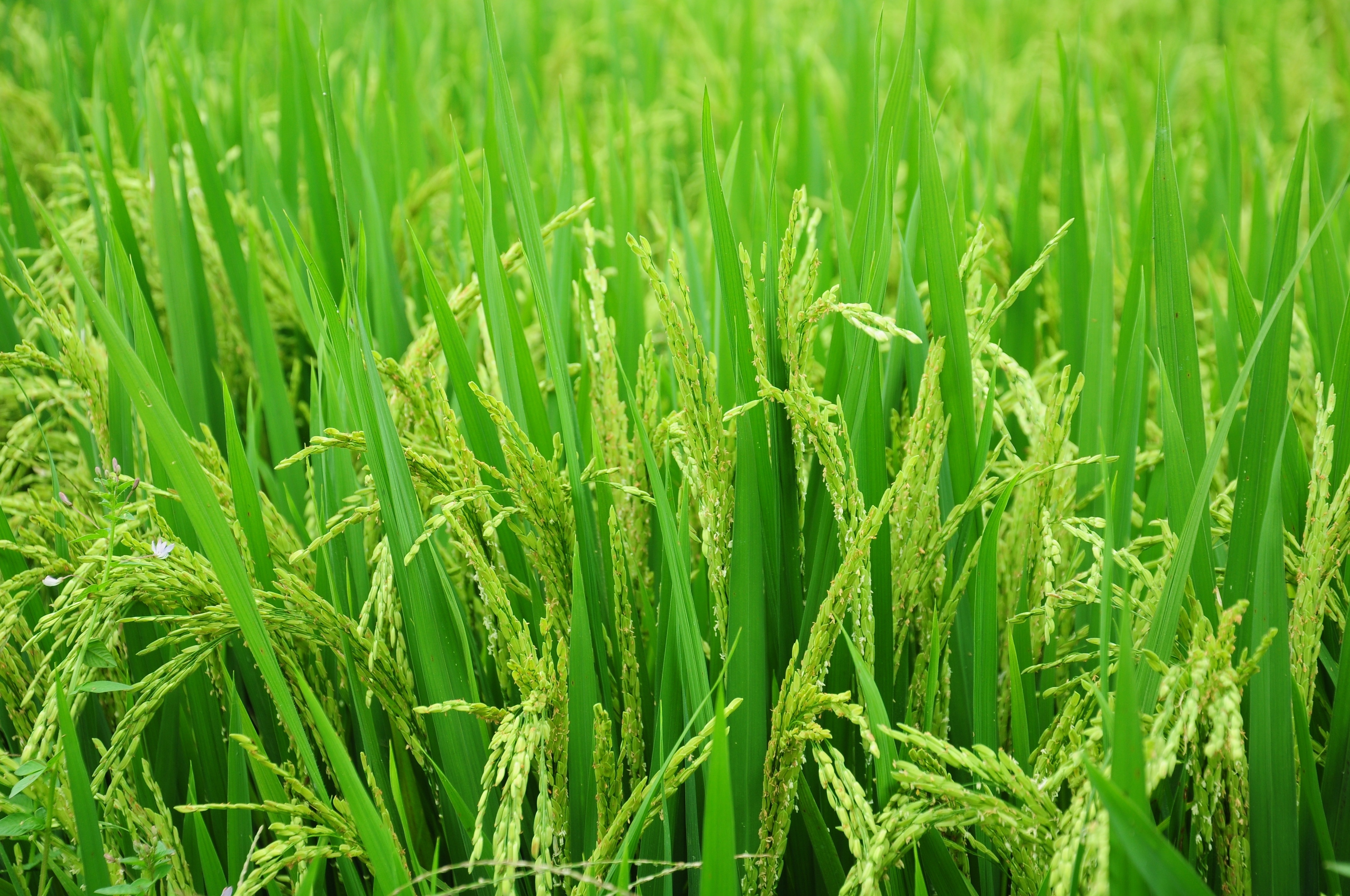 Green Paddy - HD Wallpaper 