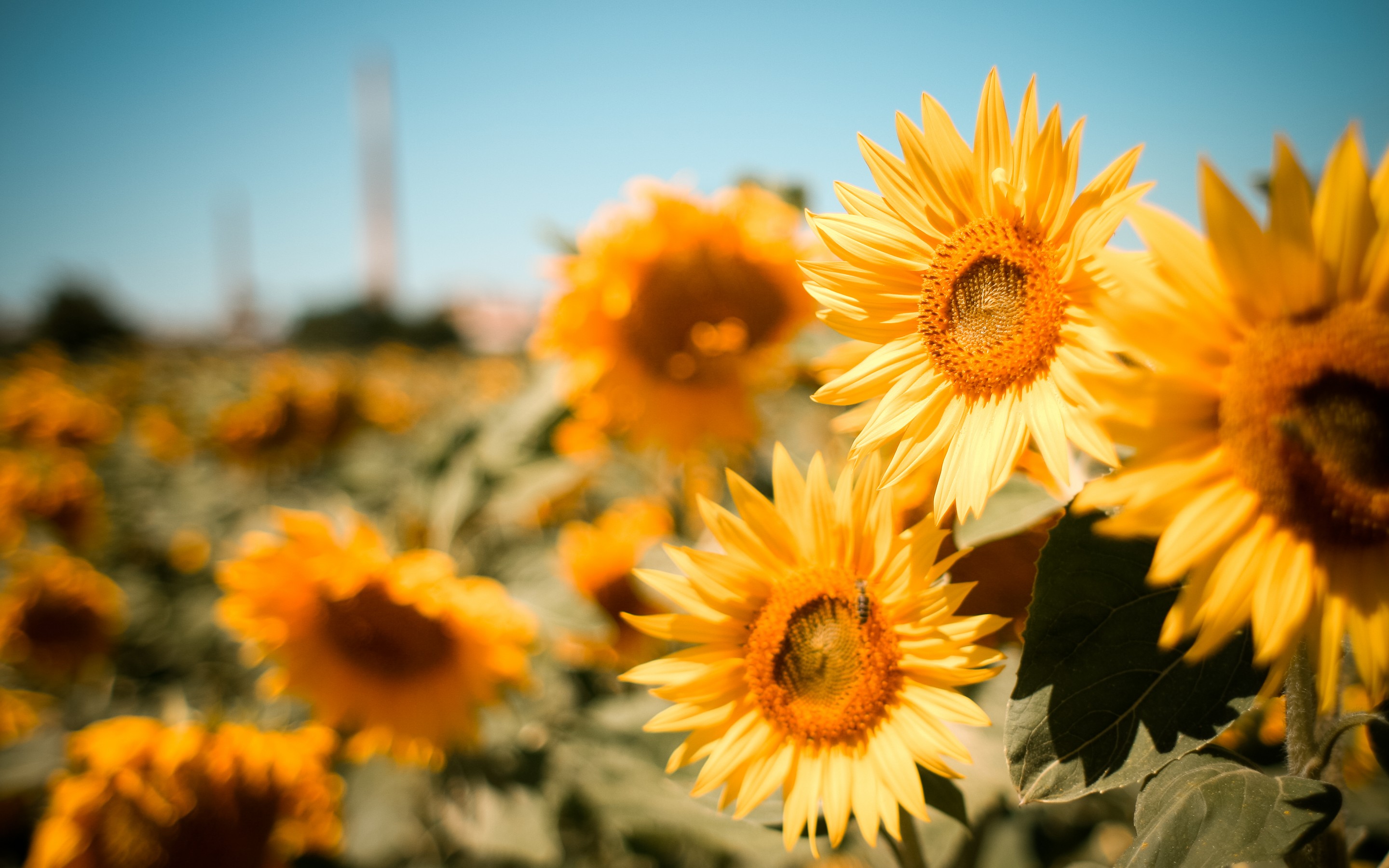 Sunflower Field 1162 Wallpaper - Wallpaper - HD Wallpaper 