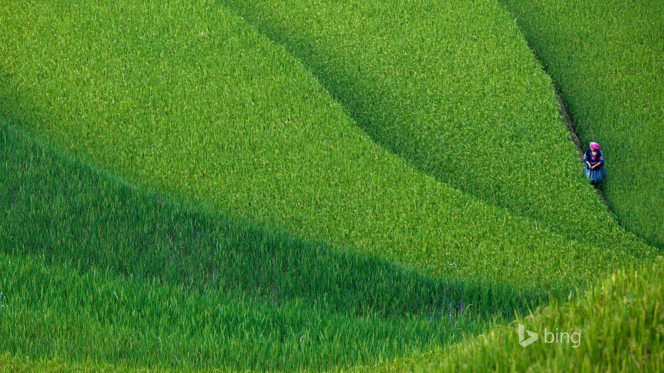 Chinese Rice Fields-bing Wallpaper2014 - Lawn - HD Wallpaper 