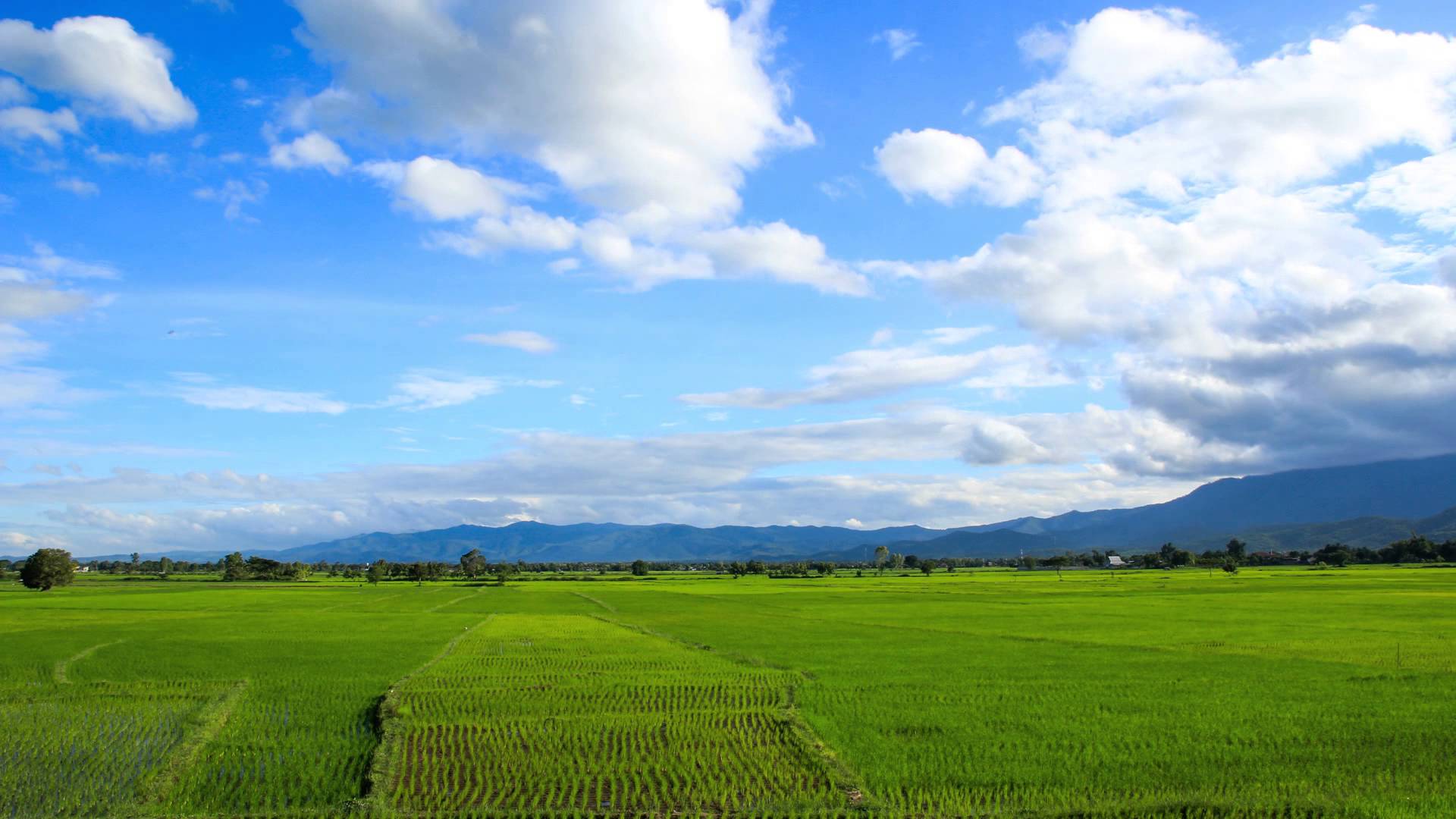 Rice Field - Jpeg V - 7 - 8 Photo, - 河川敷 フリー 背景 - HD Wallpaper 