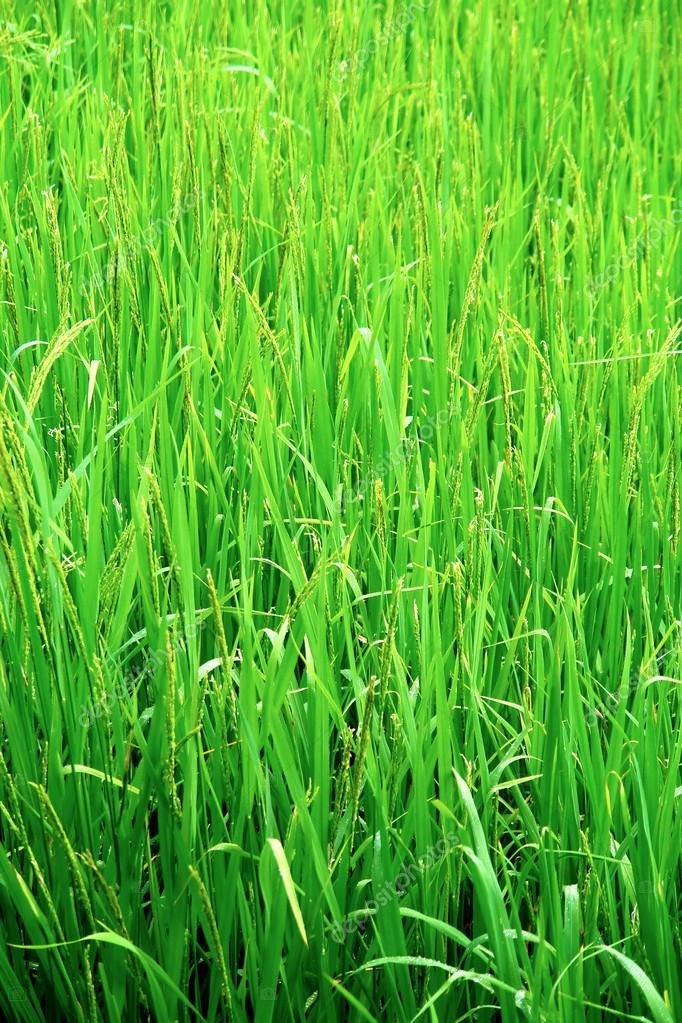 Rice Field Texture - HD Wallpaper 