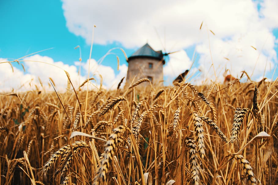 Wheat, Spike, Grain Products, Grain Field, Agriculture, - Wheat - HD Wallpaper 