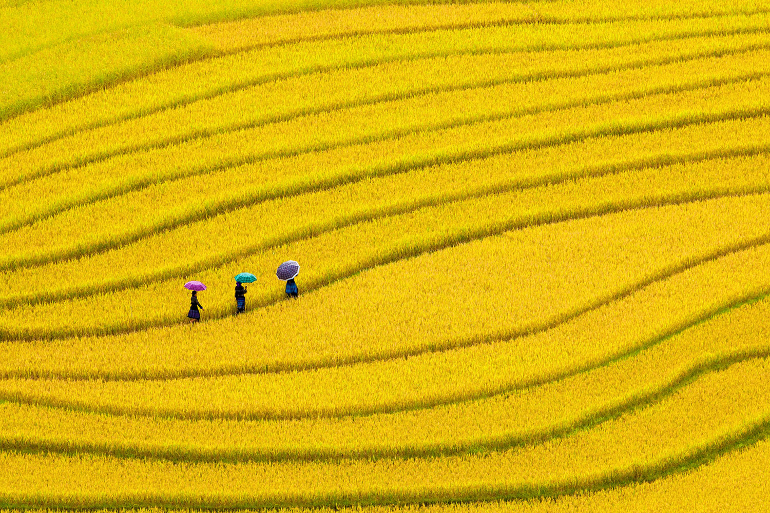 Yellow Rice Fields - Sapa Golden Rice Fields - HD Wallpaper 