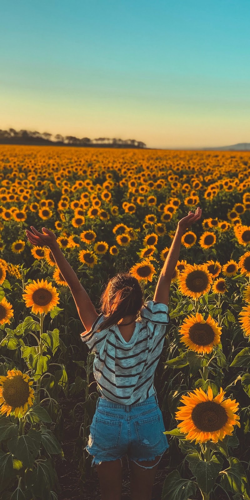 Sunflower Field - Don T Save Anything For A Special Occasion - HD Wallpaper 